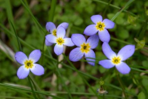 Hedyotis michauxii - Mountain Bluets