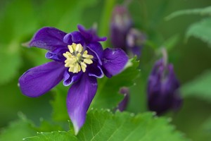 Aquilegia atrata - Dark Columbine