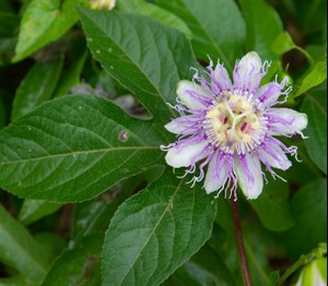 Passiflora incarnata - Purple Passionflower