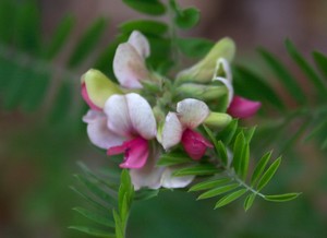 Tephrosia virginiana - Goats Rue