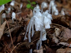 Monotropa uniflora - Indian Pipe