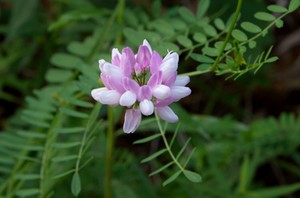 Coronilla varia - Crown Vetch