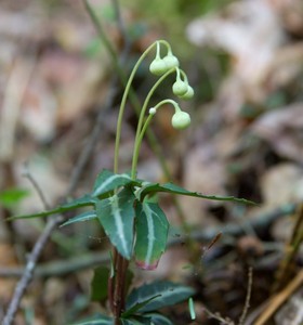 Chimaphila maculata - Spotted Wintergreen