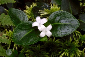 Mitchella repens - Partridgeberry