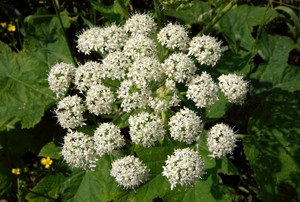 Heracleum lanatum - Cow Parsnip