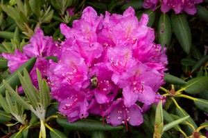 Rhododendron catawbiense - Catawba Rhododendron