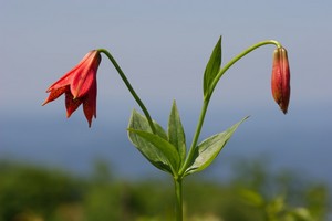 Lilium gray - Gray's Lily