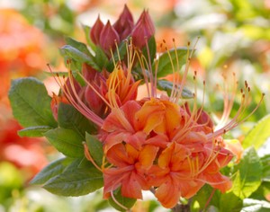 Rhododendron calendulaceum - Flame Azalea