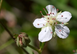 Sibbaldiopsis tridentata - Three-toothed Cinquefoil