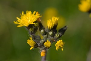 Hieracium caespitosum - Yellow Hawkweed (King Devil)