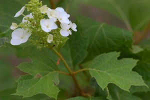 Hydrangea quercifolia - Oakleaf Hydrangea