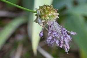 Allium vineale - Wild Garlic