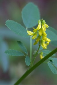 Melilotus officinalis - Yellow Sweetclover