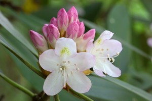 Rhododendron maximum - Great Laurel