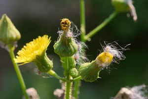 Sonchus oleraceus - Common Sowthistle