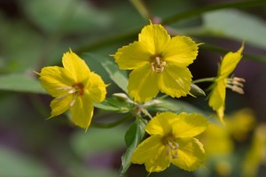 Lysimachia ciliata - Fringed Loosestrife