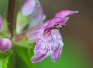 Stachys cordata - Heartleaf Hedgenettle