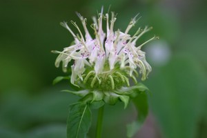 Monarda clinopodia - White Bergamot (Basil Bee Balm)