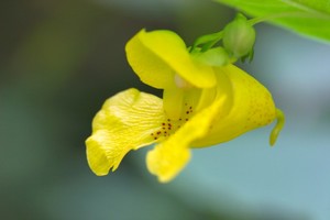 Impatiens pallida - Pale Touch-me-not