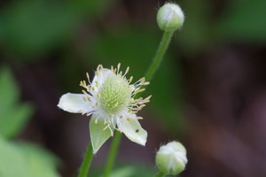 Anemone virginiana - Tall Thimbleweed