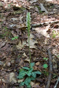 Goodyera pubescens - Downy Rattlesnake Plantain