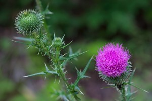 Cirsium vulgare - Bull Thistle