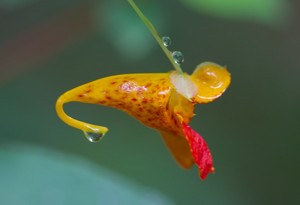 Impatiens capensis - Jewelweed Spotted Touch-me-not