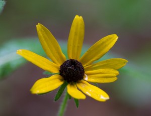 Rudbeckia hirta - Blackeyed Susan