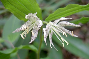 Disporum maculatum - Nodding Mandarin