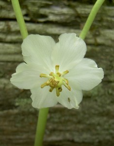 Podophyllum peltatum - Mayapple