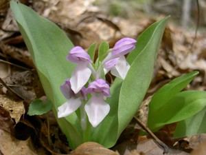 Orchis spectablis - Showy Orchis