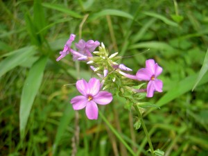 Phlox amplifolia - Largeleaf Phlox