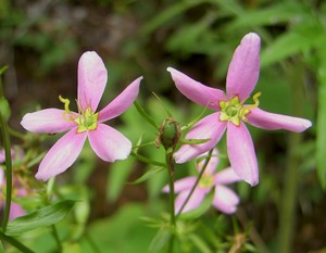 Sabatia angularis - Rose Pink