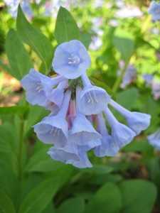 Mertensia virginica - Virginia Bluebells