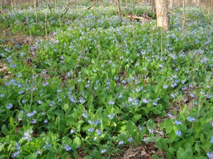 Virginia Bluebells