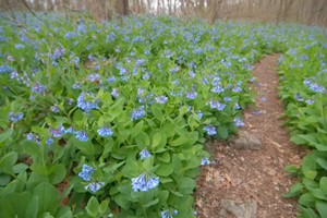 Lots of Virginia Bluebells