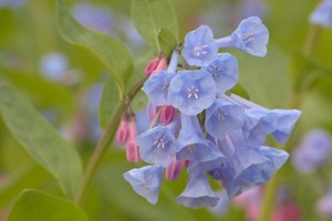 Virginia Bluebells