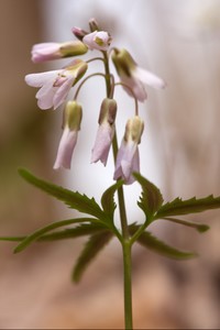 Cutleaf Toothwort