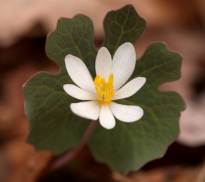 Bloodroot