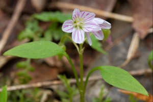 Claytonia caroliniana - Carolina Spring Beauty