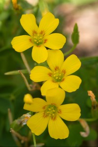 Common Yellow Woodsorrel (weeds in my front yard)