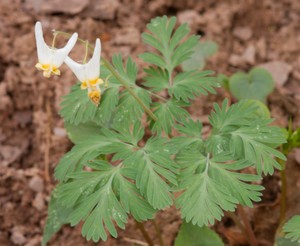 Dutchman's Breeches