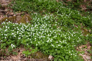 White Violets