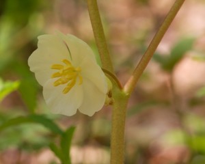 Mayapple