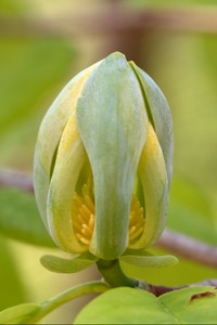 Wahoo tree(?)