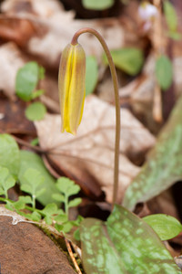 Trout lily