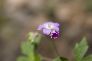 Wild Geranium (Geranium maculatum)