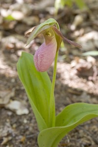 Pink Lady's Slipper