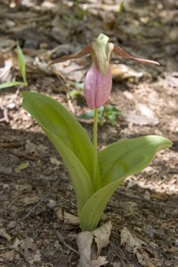 Pink Lady's Slipper