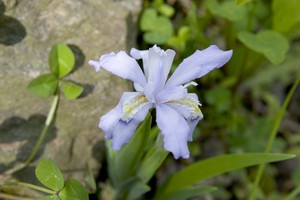 Dwarf Iris